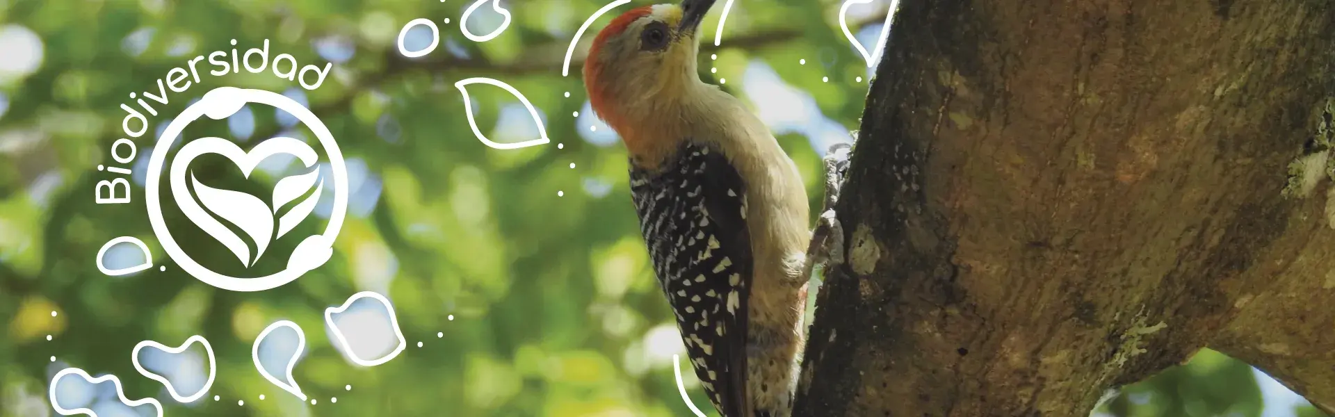 Gestión de la biodiversidad