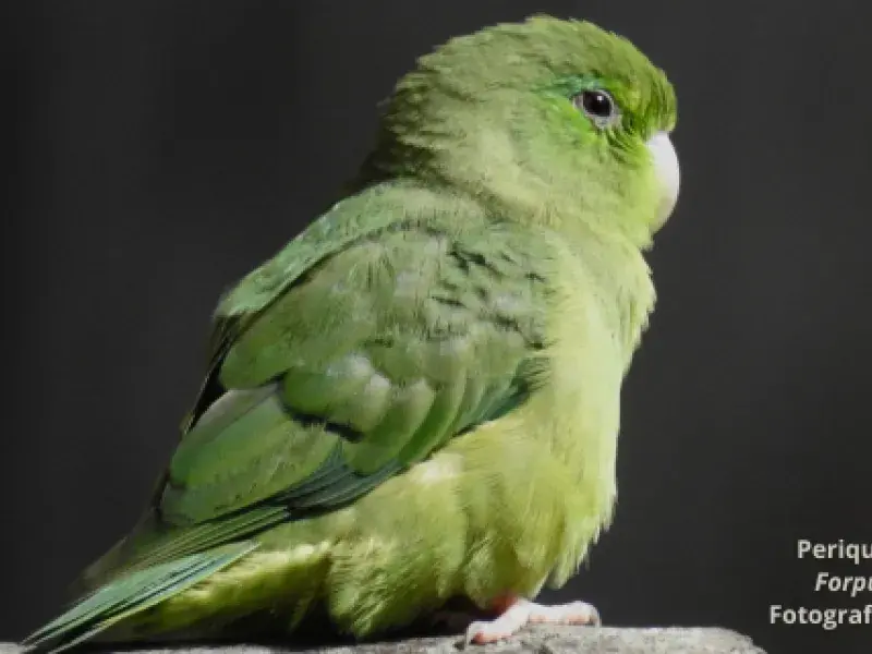 Imagen-aves-campus-2