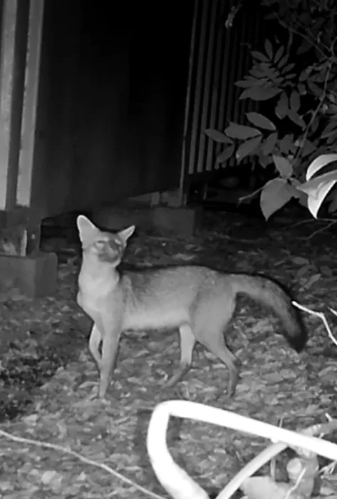 zorritos cañeros